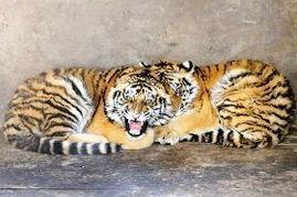 老虎明星,揭秘老虎明星的传奇人生